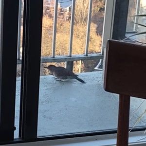 Meet your Posher, Joyce